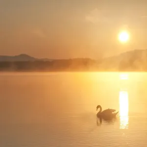 Mute swan (Cygnus olor) on River Spey at dawn, Cairngorms National Park, Scotland Mute swan (Cygnus olor) on River Spey at dawn, Cairngorms National Park, Scotland
