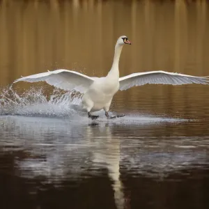Mute swan (Cygnus olor) skidding along the surface of the water as it lands, Derbyshire Mute swan (Cygnus olor) skidding along the surface of the water as it lands, Derbyshire