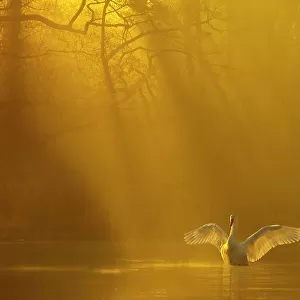 Mute swan (Cygnus olor) stretching its wings backlit at dawn, Poynton, Cheshire, UK, December