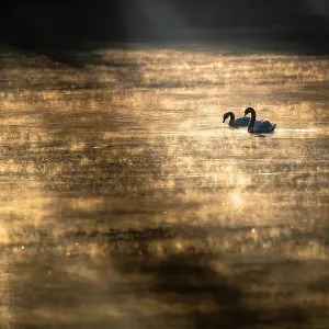 Mute Swan Print, Lower Silesia Poland Mute Swan Print, Lower Silesia Poland