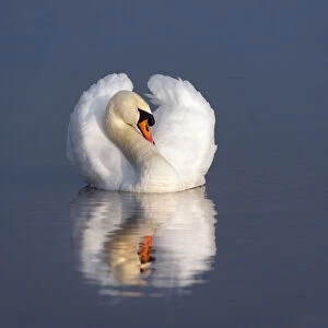 Mute swan (Cygnus olor) on water, England, December