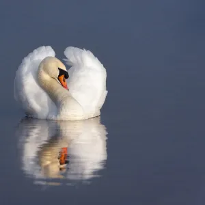 Mute swan (Cygnus olor) on water, England, December