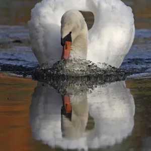 Mute swan (Cygnus olor) on water, Wheatfen, Norfolk, UK, November Mute swan (Cygnus olor) on water, Wheatfen, Norfolk, UK, November