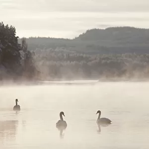 Mute swan (Cygnus olor) four on water in winter dawn mist, Loch Insh, Cairngorms NP, Highlands, Scotland UK, December. 2020VISION Exhibition. 2020VISION Book Plate