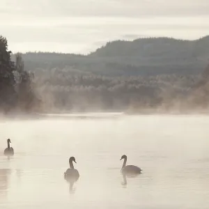 Mute swan (Cygnus olor) four on water in winter dawn mist, Loch Insh, Cairngorms NP, Highlands, Scotland UK, December. 2020VISION Exhibition. 2020VISION Book Plate