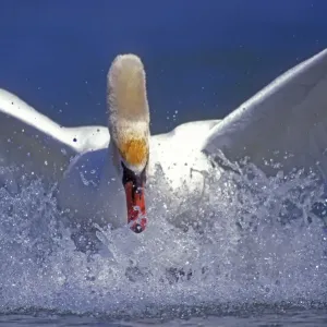 Mute swan landing on water {Cygnus olor} Switzerland