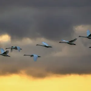 Mute swans (Cygnus olor) in flight against a cloudy sky, Caerlaverock Wetland Centre, Dumfries & Galloway, Scotland, UK. November Mute swans (Cygnus olor) in flight against a cloudy sky, Caerlaverock Wetland Centre, Dumfries & Galloway, Scotland, UK. November