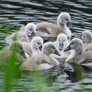 Mute swans (Cygnus olor) newly hatched cygnets on pond, Yetholm Loch Scottish Wildlife
