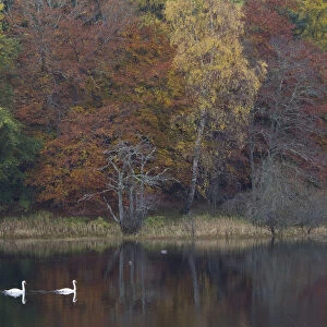 Two Mute swans (Cygnus olor) on water with a backdrop of autumn trees, Loch Insh, Cairngorms NP
