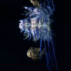 Portuguese Man o War and Imperial Blackfish Print Portuguese Man o War and Imperial Blackfish Print