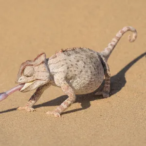 Namaqua chameleon (Chamaeleo namaquensis) catching larvae with its extended tongue