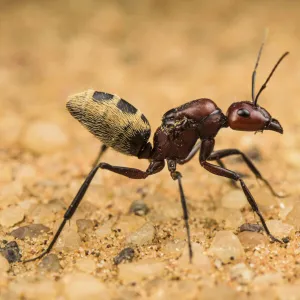 Namib desert dune ant (Camponotus detritus), queen on sand with visible wing scars on her thorax, Swakopmund, Namibia