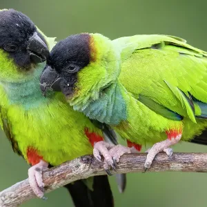 Two Nanday parakeets (Aratinga nenday) perched on branch, one preening the other, Pantanal wetlands, Mato Grosso do Sul, Brazil Two Nanday parakeets (Aratinga nenday) perched on branch, one preening the other, Pantanal wetlands, Mato Grosso do Sul, Brazil
