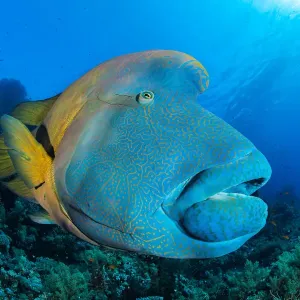 Napoleon Wrasse Print, Red Sea Coral Reef Scene