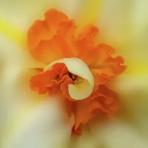 Narcissus Le Torch / Double daffodil (Narcissus sp. ) flower, close up, in garden, Banbridge, County Down, Northern Ireland, UK. April Narcissus Le Torch / Double daffodil (Narcissus sp. ) flower, close up, in garden, Banbridge, County Down, Northern Ireland, UK. April