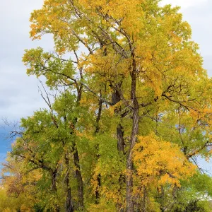 Narrowleaved cottonwood trees (Populus angustifolia) in autumn colour mark a wet area on the prairie. Montana, USA, October Narrowleaved cottonwood trees (Populus angustifolia) in autumn colour mark a wet area on the prairie. Montana, USA, October