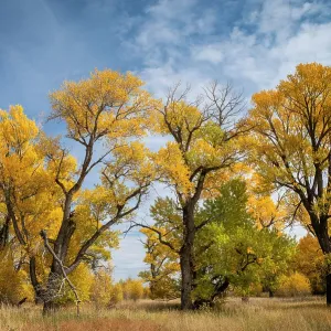Narrowleaved cottonwood trees (Populus angustifolia) in autumn colour mark a wet area on the prairie. Montana, USA, October Narrowleaved cottonwood trees (Populus angustifolia) in autumn colour mark a wet area on the prairie. Montana, USA, October