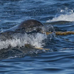 Narwhal (Monodon monoceros) pod surfacing, tusk visible, Arctic Bay, Baffin Island