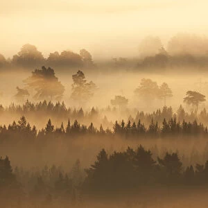 Native pine forest silhouetted at dawn with rising mist. Cairngorms National Park