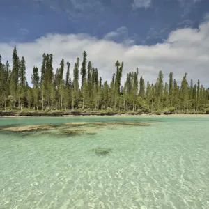 New Caledonia Pines Print, Oro Bay Natural Basin New Caledonia Pines Print, Oro Bay Natural Basin