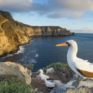 El boobo de Nazca (Sula granti) en la costa de Isla Wolf, Galápagos. El boobo de Nazca (Sula granti) en la costa de Isla Wolf, Galápagos.
