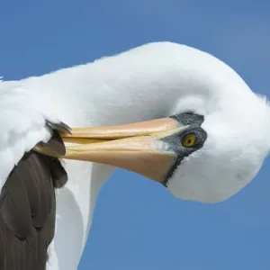 Nazca Booby Preening Print Nazca Booby Preening Print