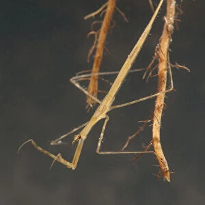 Needle bug nymph (Ranatra linearis) hidden in roots and waiting for prey, Europe