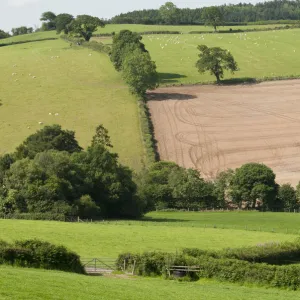 Neighbouring farmland to Denmark Farm Conservation Centre which is grazed and farmed intensively