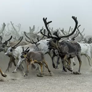 Nenet people herding Reindeer (Rangifer tarandus) Nenets Autonomous Okrug, Arctic