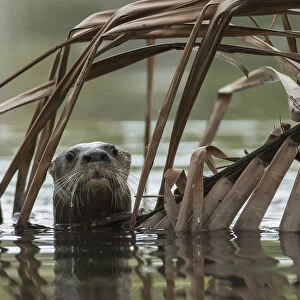 Neotropical river otter (Lontra longicaudis) in water, Nicoya Peninsula, Costa Rica, March 2015