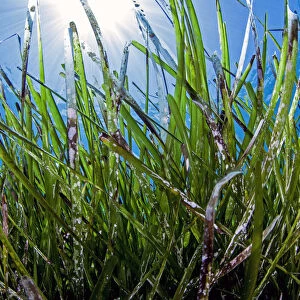 Neptune seagrass meadow (Posidonia oceanica) in the coastal zone of the Samaria National