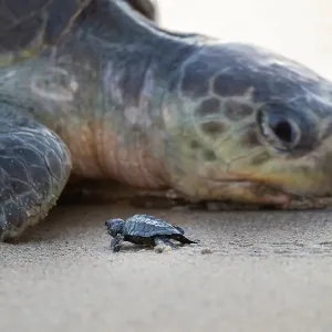 Nesting female Olive ridley turtle (Lepidochelys olivacea) passing new hatchling. Playa Escobilla Sanctuary, Oaxaca, Mexico Nesting female Olive ridley turtle (Lepidochelys olivacea) passing new hatchling. Playa Escobilla Sanctuary, Oaxaca, Mexico