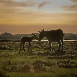 New Forest Donkeys Print: Female with Foal at Dusk New Forest Donkeys Print: Female with Foal at Dusk
