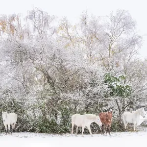 New Forest ponies sheltering from the snow, Frogham, New Forest National Park, Hampshire, England, UK. November, 2024