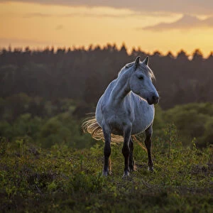 New Forest Pony (Equus caballus) New Forest National Park, Hampshire, England, UK. May