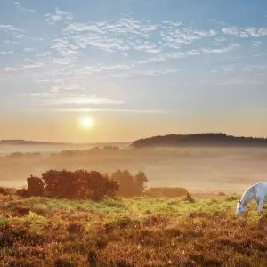 New Forest pony grazing on Latchmore Bottom at dawn, view from Dorridge Hill, The