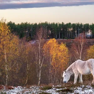 New Forest pony grazing at Rockford Common after snowfall in the autumn, The New Forest National Park, Hampshire, England, UK. November, 2024