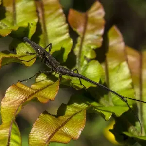 New Zealand Giraffe Weevil Print New Zealand Giraffe Weevil Print