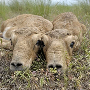 Two newborn Saiga antelope (Saiga tatarica) calves lying on ground, Cherniye Zemli