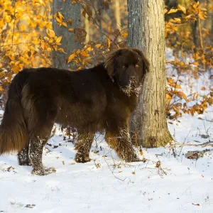 Newfoundland Dog Print: Standing Male in Snow Newfoundland Dog Print: Standing Male in Snow