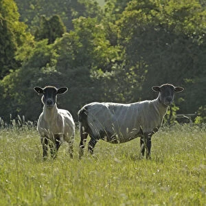 Two newly clipped Domesitc sheep grazing in pasture at RSPBs Hope Farm, Cambridgeshire