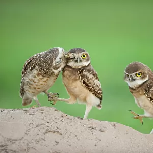 Two newly fledged burrowing owl chicks (Athene cunicularia) one being groomed by its mother (far left) Pantanal, Brazil. WINNER: Eric Hosking Award portfolio image 4/6 - Wildlife Photographer of the Year 2010