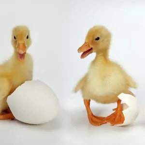 Newly hatched ducklings with eggs Newly hatched ducklings with eggs