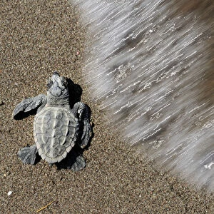 Newly hatched Loggerhead turtle (Caretta caretta) at sea edge, Dalyan Delta, Turkey