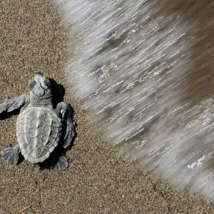 Newly hatched Loggerhead turtle (Caretta caretta) at sea edge, Dalyan Delta, Turkey Newly hatched Loggerhead turtle (Caretta caretta) at sea edge, Dalyan Delta, Turkey