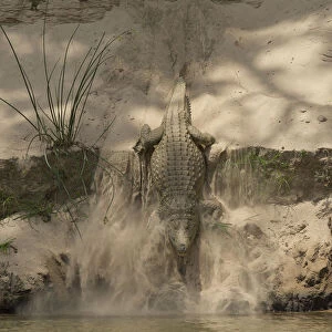 Nile crocodile (Crocodylus niloticus) making its way down sand bank into to the Rufiji Rivre