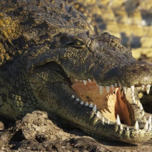 Nile crocodile (Crocodylus niloticus) Chobe National Park, Botswana, June