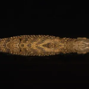 Nile crocodile (Crocodylus niloticus) at night, Zimanga private game reserve, KwaZulu-Natal Nile crocodile (Crocodylus niloticus) at night, Zimanga private game reserve, KwaZulu-Natal