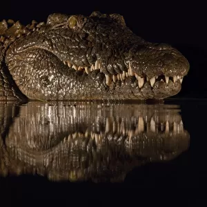 Nile crocodile (Crocodylus niloticus) at night, Zimanga private game reserve, KwaZulu-Natal