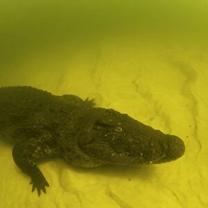 Nile crocodile (Crocodylus niloticus) on the river bed, Okavango River, Okavango Delta, Botswana